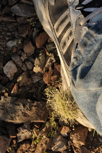 March 14, 2008<br>Cave Creek, AZ   More cholla cactus stuck in my foot.