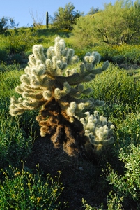 March 14, 2008<br>Cave Creek, AZ