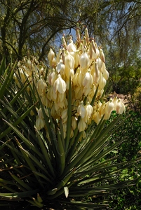 April 17, 2008<br>Cave Creek, AZ