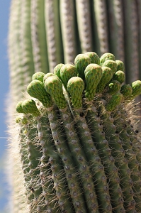 April 17, 2008<br>Cave Creek, AZ