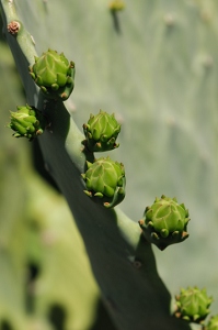 April 17, 2008<br>Cave Creek, AZ