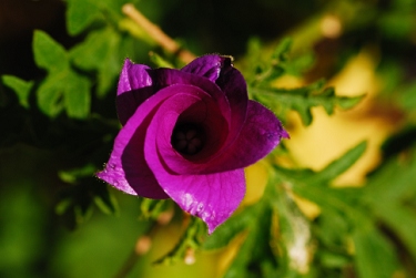 May 16, 2008<br>Cave Creek, AZ