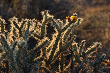 April 16, 2009<br>North Phoenix, AZ  Pencil cholla cactus