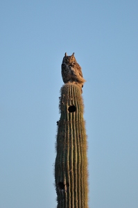April 16, 2009<br>North Phoenix, AZ<br>Great Horned Owl