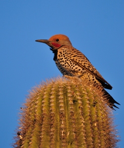 April 16, 2009<br>North Phoenix, AZ<br>Flicker