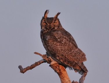 April 16, 2009<br>North Phoenix, AZ<br>Great Horned Owl
