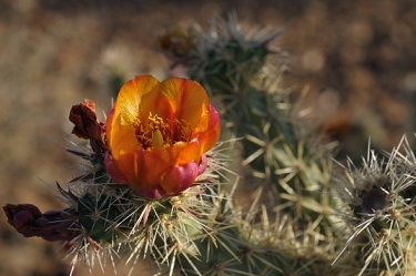 April 18, 2009<br>North Phoenix, AZ