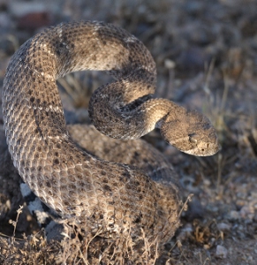 April 18, 2009<br>North Phoenix, AZ<br>Rattlesnake in the desert rattling at me.