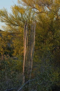 April 19, 2009<br>North Phoenix, AZ