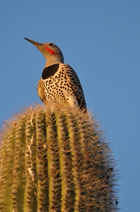 April 20, 2009<br>North Phoenix, AZ