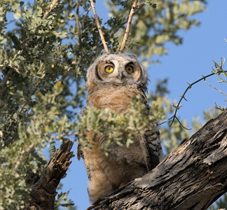 April 21, 2009<br>North Phoenix, AZ<br>Juvenile Great Horned Owl
