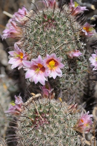 April 25, 2009<br>North Phoenix, AZ