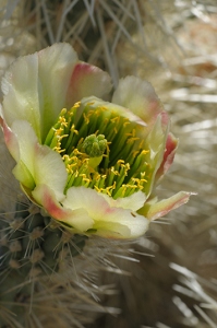 April 25, 2009<br>North Phoenix, AZ