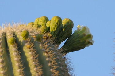 April 26, 2009<br>North Phoenix, AZ