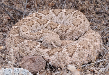 May 4, 2009<br>North Phoenix, AZ<br>Western Diamondback Rattlesnake
