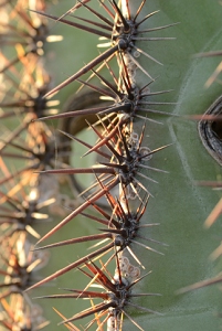 May 5, 2009<br>North Phoenix, AZ