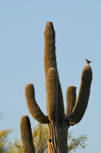 May 5, 2009<br>North Phoenix, AZ