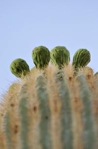 June 8, 2009<br>North Phoenix, AZ