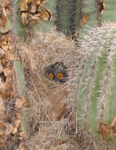 June 8, 2009<br>North Phoenix, AZ