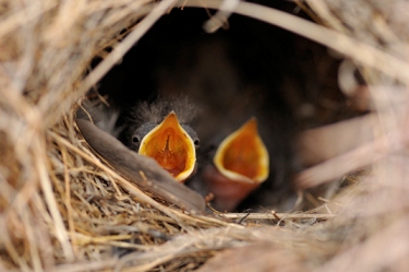 June 8, 2009<br>North Phoenix, AZ