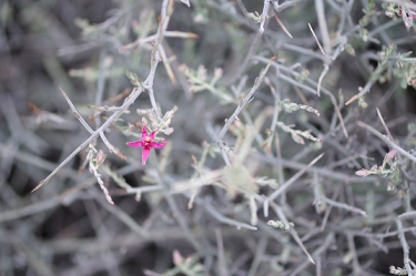 June 8, 2009<br>North Phoenix, AZ