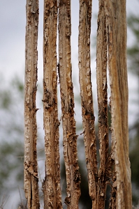 June 8, 2009<br>North Phoenix, AZ