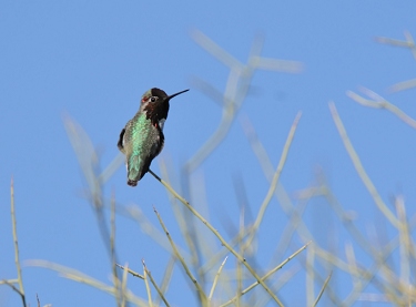 February 16, 2010<br>North Phoenix, AZ<br>Annas Hummingbird