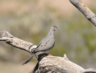 February 16, 2010<br>North Phoenix, AZ