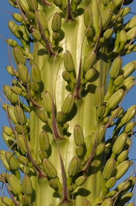 March 16, 2010<br>North Phoenix, AZ