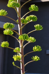 March 18, 2010<br>North Phoenix, AZ