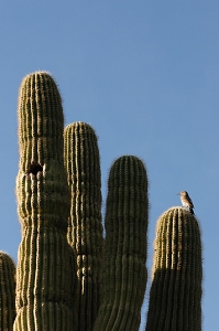 March 18, 2010<br>North Phoenix, AZ