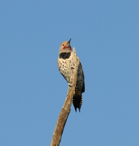 April 1, 2010<br>North Phoenix, AZ