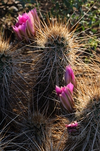 April 1, 2010<br>North Phoenix, AZ