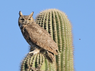 April 7, 2010<br>North Phoenix, AZ<br>Great Horned Owl
