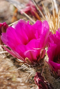 April 11, 2010<br>North Phoenix, AZ