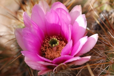 April 11, 2010<br>North Phoenix, AZ