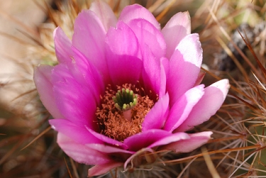 April 11, 2010<br>North Phoenix, AZ