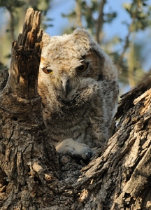 April 19, 2010<br>North Phoenix, AZ