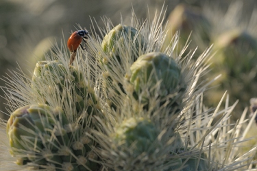 April 19, 2010<br>North Phoenix, AZ