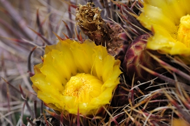 June 12, 2010<br>North Phoenix, AZ