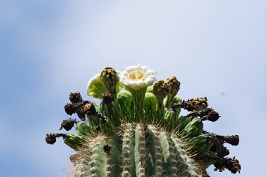 June 12, 2010<br>North Phoenix, AZ