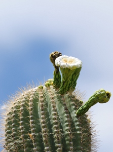 June 12, 2010<br>North Phoenix, AZ