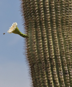 June 12, 2010<br>North Phoenix, AZ