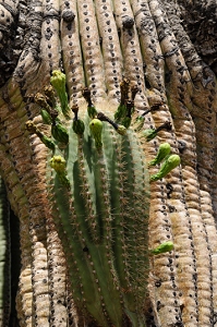 June 12, 2010<br>North Phoenix, AZ