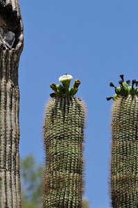 June 12, 2010<br>North Phoenix, AZ