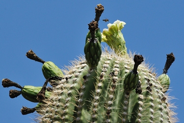 June 12, 2010<br>North Phoenix, AZ