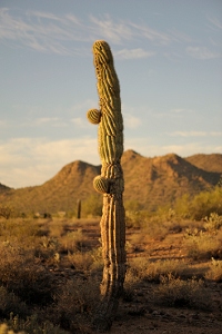 October 27, 2010<br>North Phoenix, AZ