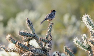 January 11, 2011<br>North Phoenix, AZ