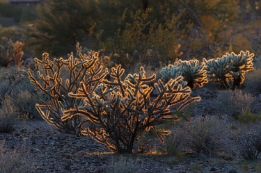 January 24, 2011<br>North Phoenix, AZ