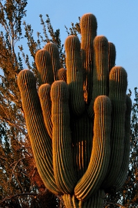 January 24, 2011<br>North Phoenix, AZ